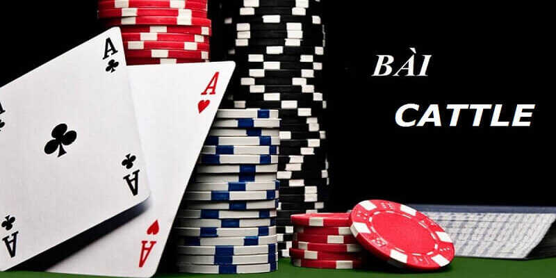 Cách Chơi Bài Catte Hiệu Quả Dành Cho Người Mới